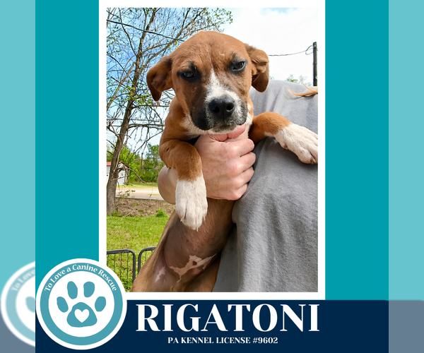 Medium Photo #2 Boxer-Unknown Mix Puppy For Sale in Kimberton, PA, USA