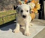 Puppy Biscuit Dalmatian-Poodle (Miniature) Mix