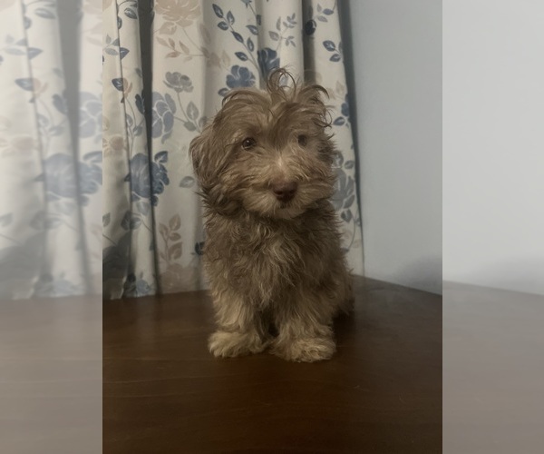 Medium Photo #35 Havanese Puppy For Sale in DURHAM, CT, USA