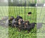 Small Photo #21 German Shepherd Dog Puppy For Sale in LYNCH STATION, VA, USA