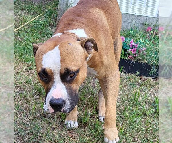 Medium Photo #1 American Staffordshire Terrier-Boxer Mix Puppy For Sale in San Antonio, TX, USA
