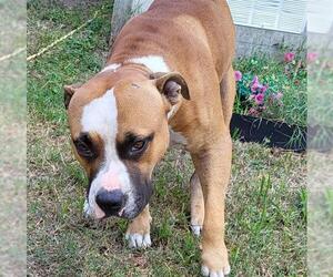 American Staffordshire Terrier-Boxer Mix Dogs for adoption in San Antonio, TX, USA
