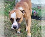 IROH - Male American Staffordshire Terrier-Boxer Mix Dog for Adoption - Small photo