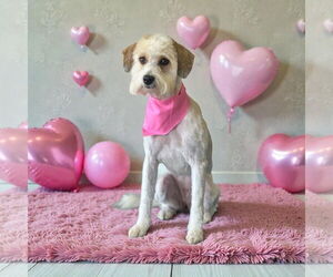 - Mix Dogs for adoption in Menifee, CA, USA