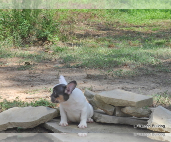 Medium Photo #14 French Bulldog Puppy For Sale in ROYSE CITY, TX, USA
