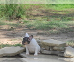 Small Photo #14 French Bulldog Puppy For Sale in ROYSE CITY, TX, USA