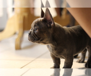 French Bulldog Puppy for sale in SAN ANTONIO, TX, USA