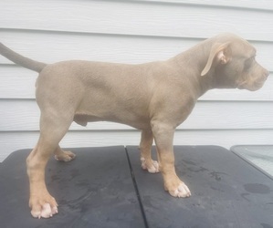 American Bully Puppy for sale in TRENTON, NJ, USA