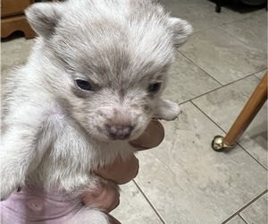 Chihuahua Puppy for sale in TOMBALL, TX, USA