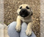 Small #1 German Shepherd Dog