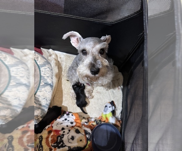 Medium Photo #1 Schnauzer (Miniature) Puppy For Sale in GRAND SALINE, TX, USA