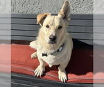 Small Basset Hound-Welsh Corgi Mix