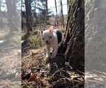 Small Photo #3 Boston Terrier Puppy For Sale in NEWBURY, MA, USA