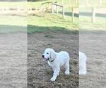 Small Photo #4 Great Pyrenees Puppy For Sale in FLOYD, VA, USA