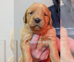 Puppy No caller girl Golden Retriever