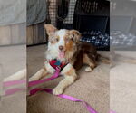 Small #8 Australian Shepherd