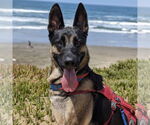 Small #13 German Shepherd Dog Mix