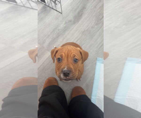 Medium Photo #1 American Pit Bull Terrier-Unknown Mix Puppy For Sale in Hillsboro, MO, USA