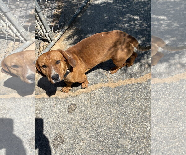 Medium Photo #2 Dachshund Puppy For Sale in Apple Valley, CA, USA