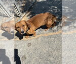 Small #1 Dachshund