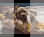 Puppy Black collar Maltipoo (Toy)