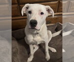 Small #1 Labrador Retriever Mix