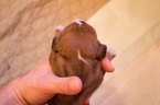Small Photo #29 Basset Hound Puppy For Sale in PETERSBURG, IN, USA