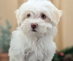 Small #8 Havanese