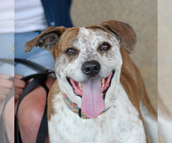 Medium Photo #11 Mutt Puppy For Sale in Gretna, NE, USA