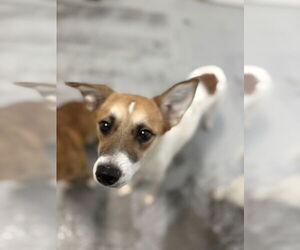 Luna 2024 - Female Jack Russell Terrier Dog for Adoption - Photo #3