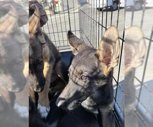 German Shepherd Dog Dogs for adoption in Norco, CA, USA
