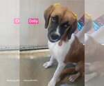 Small #1 Collie Mix