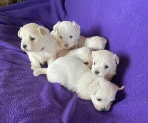 Coton de Tulear Litter for sale in RUBICON, WI, USA