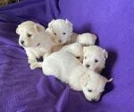 Image preview for Ad Listing. Nickname: Litter of 6