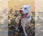 Small #11 American Bulldog Mix