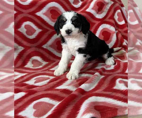 Medium Photo #1 Bordoodle Puppy For Sale in NEW HAVEN, IN, USA