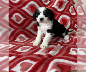 Bordoodle Puppy for sale in NEW HAVEN, IN, USA