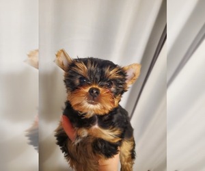 Yorkshire Terrier Puppy for sale in BATTLE GROUND, WA, USA