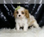 Small #2 Cavalier King Charles Spaniel