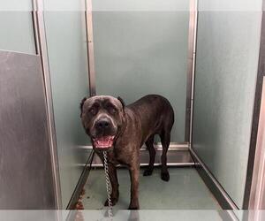 Mutt Dogs for adoption in Moreno Valley, CA, USA