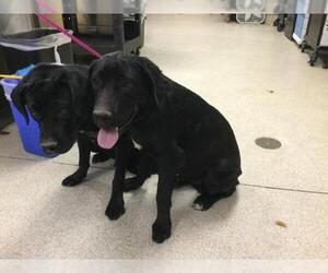 Labrador Retriever Dogs for adoption in Riverside, CA, USA