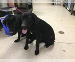 BEAUX - Male Labrador Retriever Dog for Adoption - Small photo