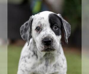 Dalmatian-Labrador Retriever Mix Dogs for adoption in San Diego, CA, USA