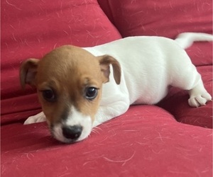 Jack Russell Terrier Puppy for sale in UNITY, NH, USA