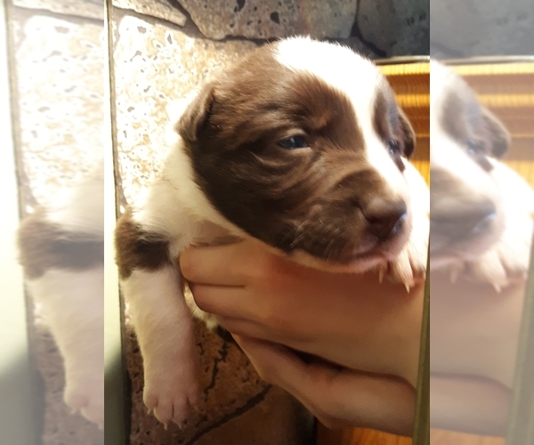 Medium Photo #4 Border Collie Puppy For Sale in CHATFIELD, MN, USA