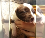 Small Photo #4 Border Collie Puppy For Sale in CHATFIELD, MN, USA