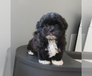 Shih-Poo Puppy for sale in LE MARS, IA, USA
