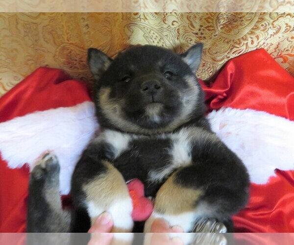 Medium Photo #2 Shiba Inu Puppy For Sale in NORWOOD, MO, USA