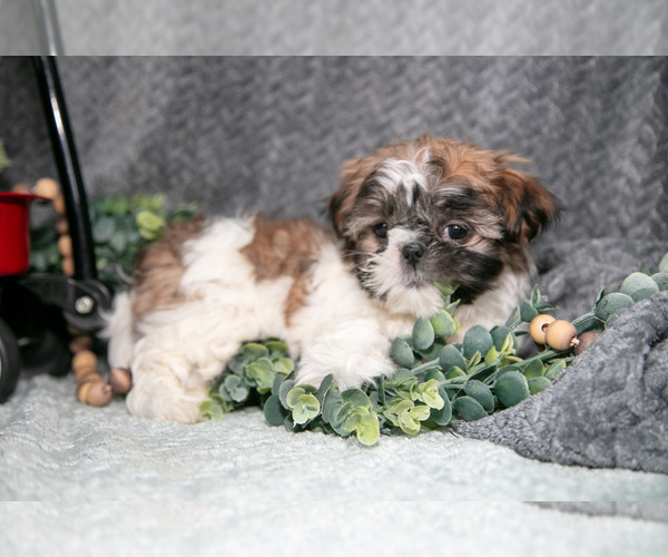 Medium Photo #5 Shih Tzu Puppy For Sale in CLARE, MI, USA