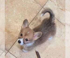 Pembroke Welsh Corgi Puppy for Sale in VANCOUVER, Washington USA